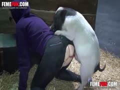 For a pet pig lover, bestiality xx pussy penetration is enjoyable.